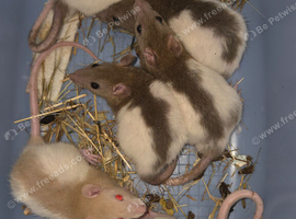 6 BABY MALES