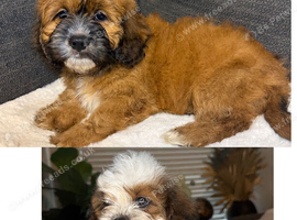 Cavapoo x Shih Tzu puppies