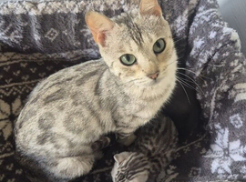 BENGAL X BRITISH SHORTHAIR