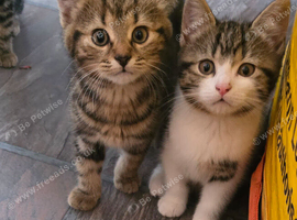 Kittens ready for new home