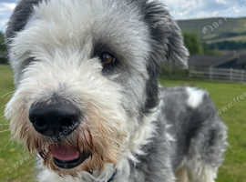 *FOR STUD* Ralph the bearded collie