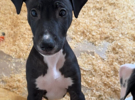 Bull greyhound pup