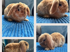 Pure breed Mini plush lops