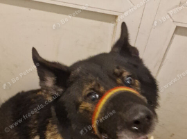 German Shepherd Wolf dog