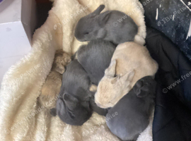 Mini Rex cross