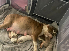 American bulldog cross staff 8 weeks