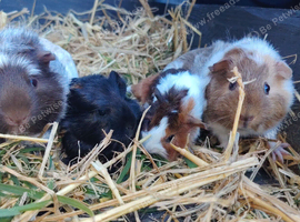 Beautiful Guinea pigs available now