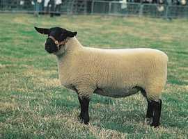 Grazing land with or without barns