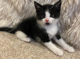 8 week old male kittens