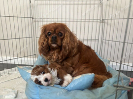 F1 Health tested Puppies. Ready Now