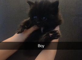 Beautiful kittens