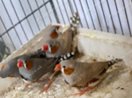 Zebra finches