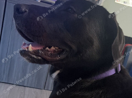 Lab X mastiff