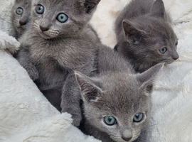 Russian Blue kitten for sale