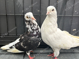 Birmingham rollers pigeons in Sheffield