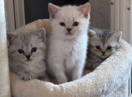 Beautiful British shorthair kittens.