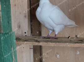 white dove with a flower on its neck