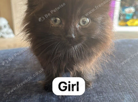 Kittens for sale