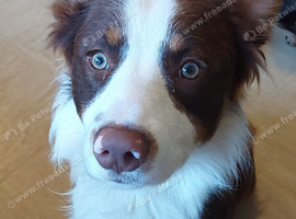 Chocolate tri color male border collie