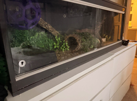 Banana ball python, 4ft viv, lots of accsessories