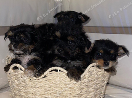 Yorkshire terrier cross  terrier