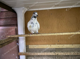 Male pigeon