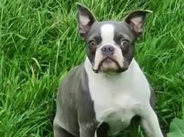 Female Boston terrier