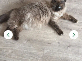 Maine coon x ragdoll kitten