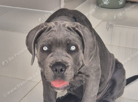 Male Cane Corso