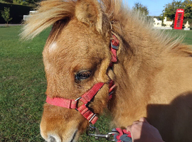 Miniature shetland Registered colt foal