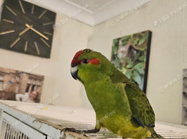 Tame kakariki chicks