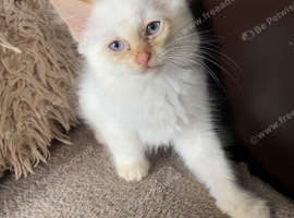 Kitten