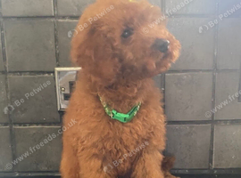 Beautiful 4th generation Red Minature Poodle Pups