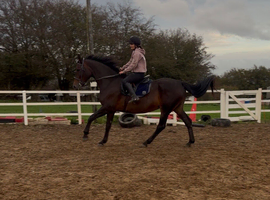 17.2 registered Hanoverian anyone&rsquo;s ride