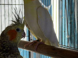 Cockatiels
