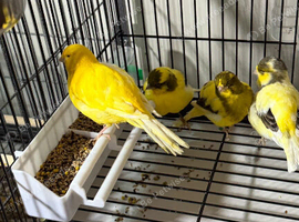 Border canaries