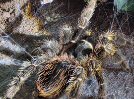 Adult female lasiodora parahybana