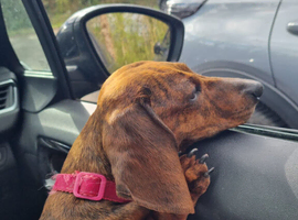 Red brindle mini dachshund rare