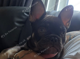 French bulldog