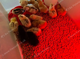 Malaysian serema/bantem bearded silky mix