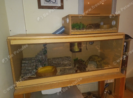 Adult male corn snake with 2 tier viv