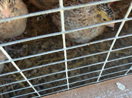 Italian colour coturnix quails