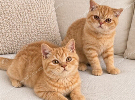 Red British shorthair kittens available now