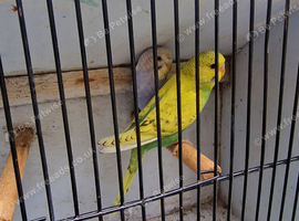 Budgies for sale in Bradford
