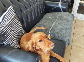 Working cocker spaniel for sale