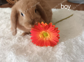 Gorgeous mini lops