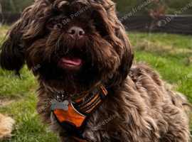 Proven Male shih tzu stud