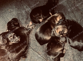 German shepherd puppies