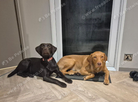 sisters up for rehoming