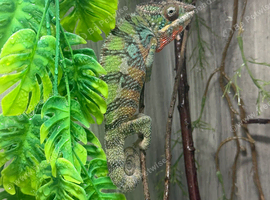 Panther chameleon